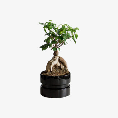 Bonsai