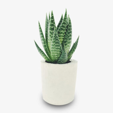 Deco Plant
